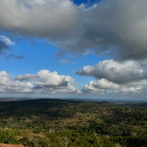 Syntropic agroforestry